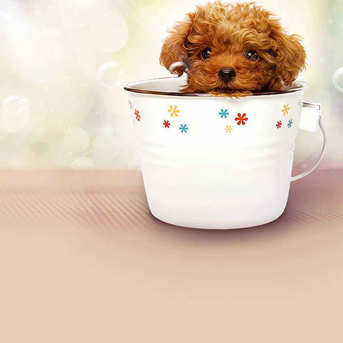 茶杯犬背后的心酸,爱它还是在害它?