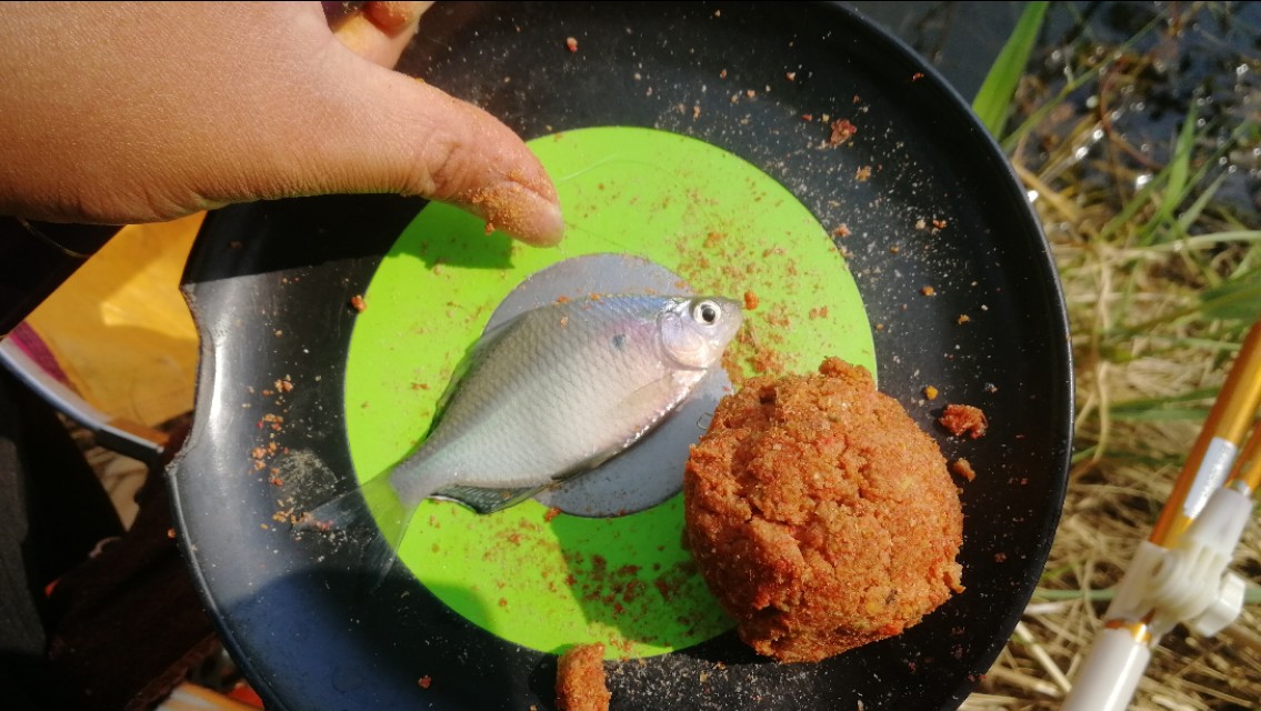 钓鱼遇小鱼闹窝怎么办,钓鱼遇小鱼闹窝用什么饵料最好