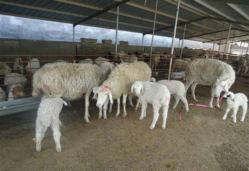 羊驱虫后拉稀是什么原因,羊拉稀喘气站不起来是什么原因