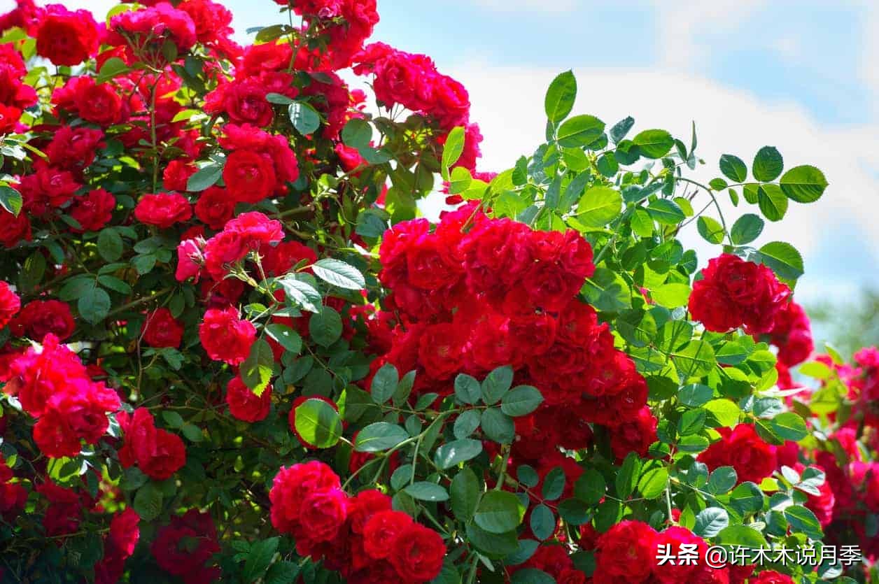 为什么月季养一年就不行了,月季种下去不成活