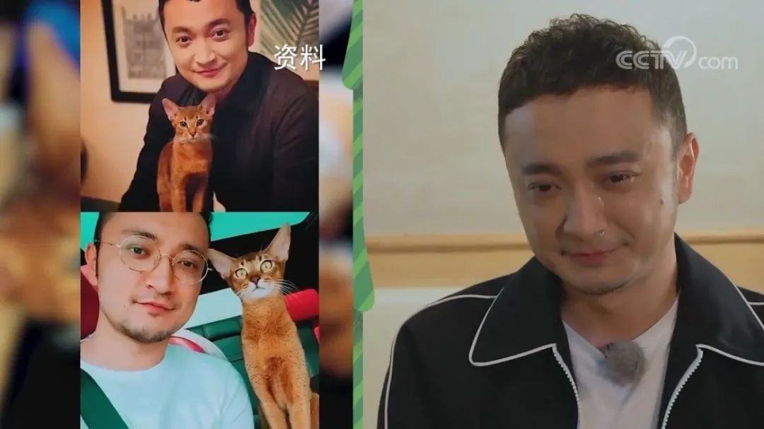 没想到,央视的名嘴们全都是猫奴