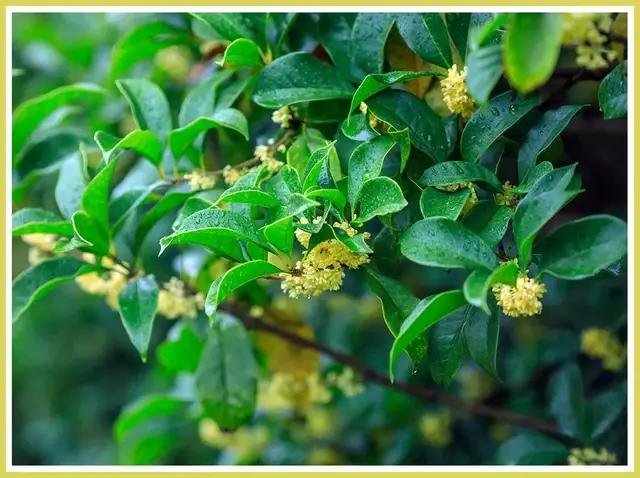 魔都四月赏花,魔都春季赏花好地方