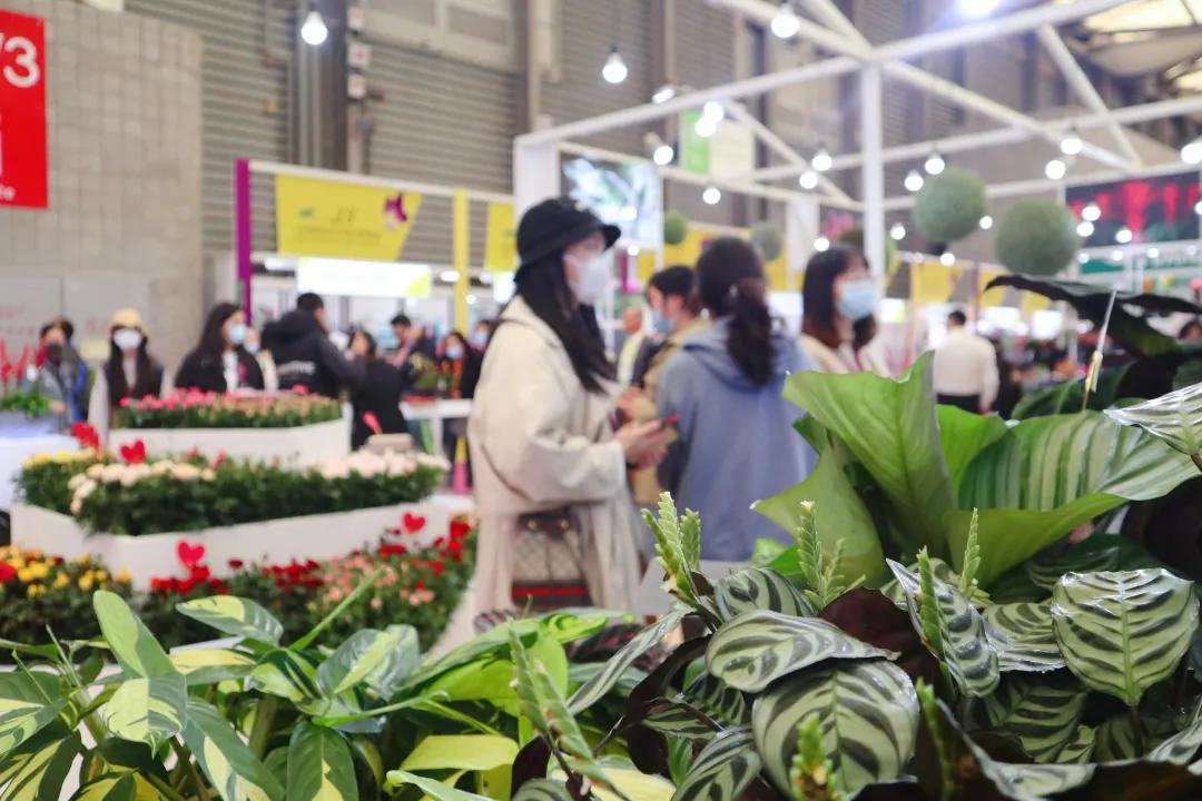 花展的意义,花展布展情况介绍