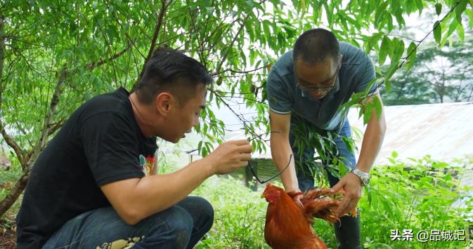 超有鸡味的阳山鸡,广东阳山鸡口感如何