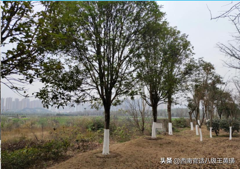 龙兴两江足球赛事中心,重庆龙兴足球场比赛视频