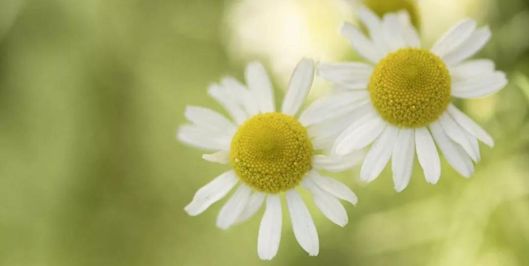 日本隐形蚊帐神器,黑科技折叠式蚊帐