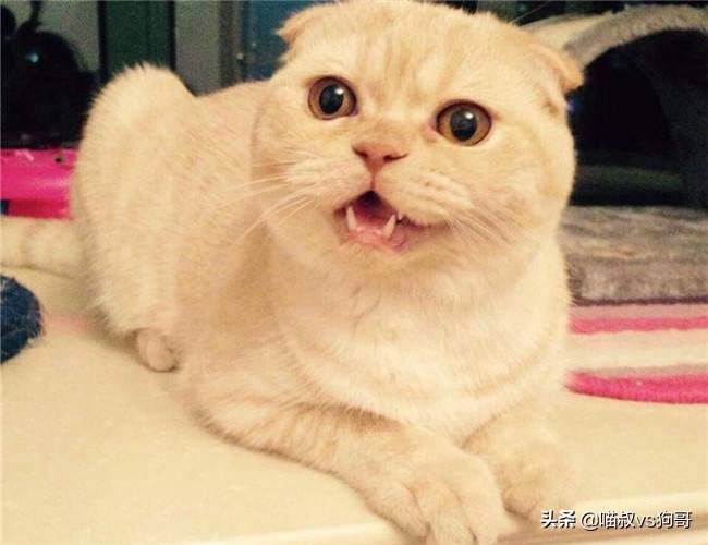 猫咪患上猫鼻支症状,猫咪眼睑炎的6大表现症状