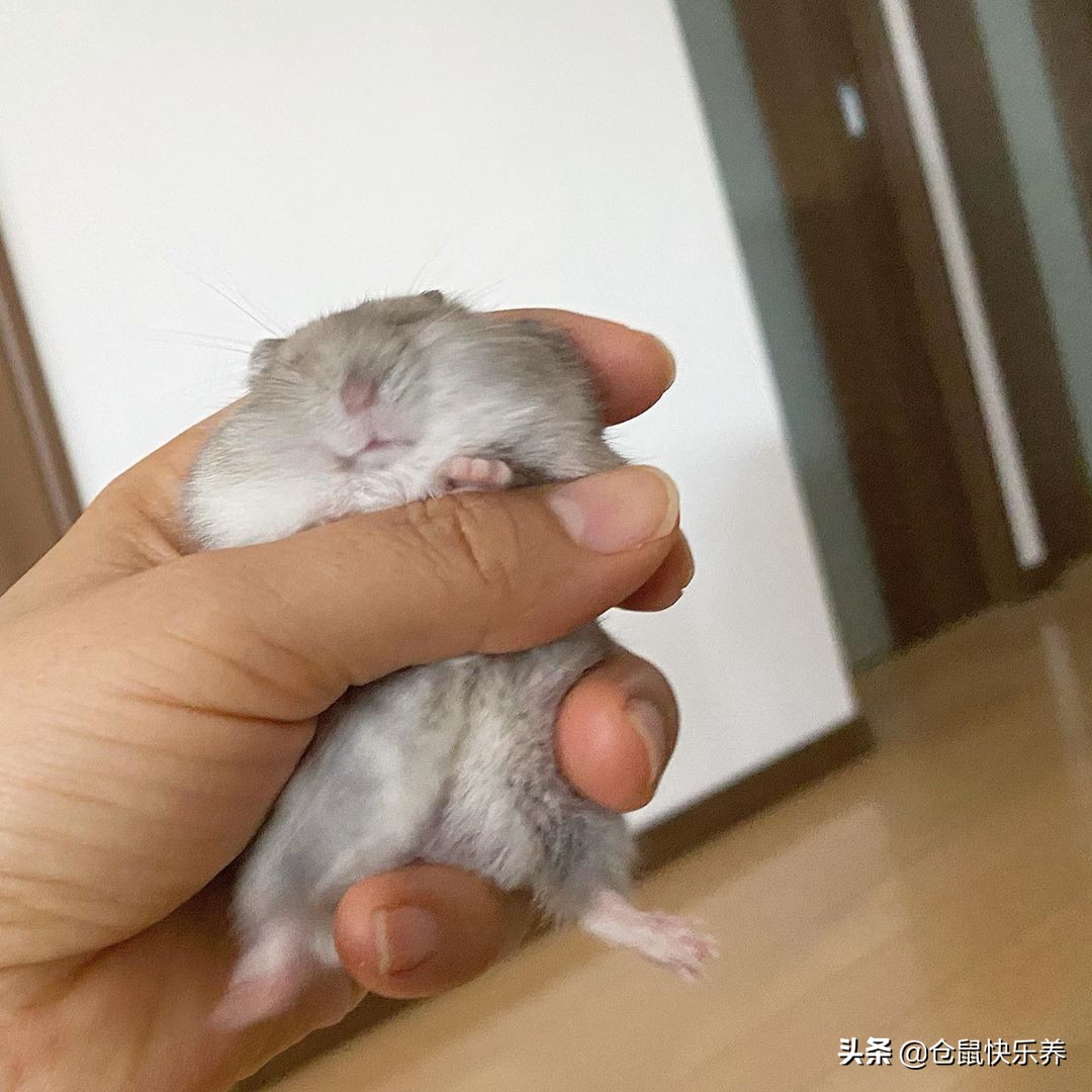 小仓鼠偷吃猫粮被抓住,小仓鼠偷跑到猫笼子里偷吃猫粮