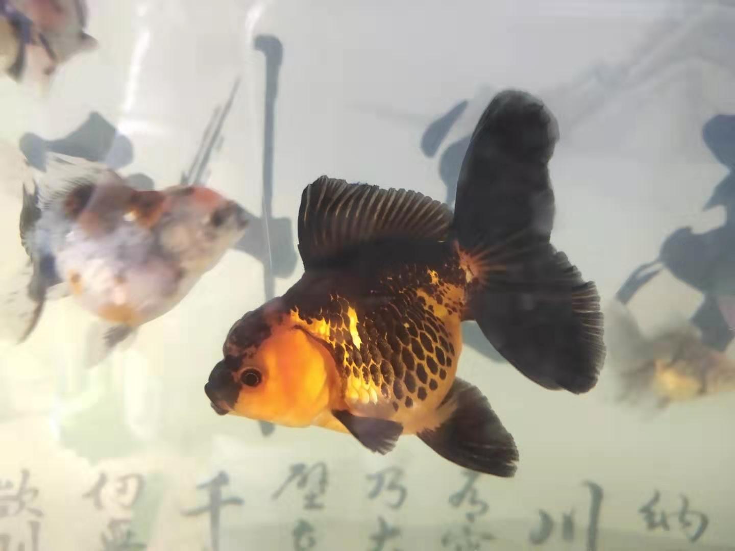 玻璃鱼缸漏水最简单的修补方法,鱼缸过滤网漏水冲击水面怎么回事