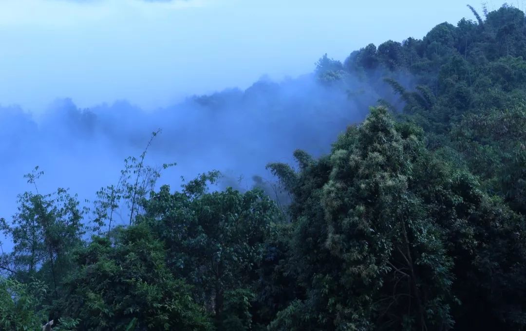 普洱茶产区茶山头分布图,普洱茶四大茶区口味