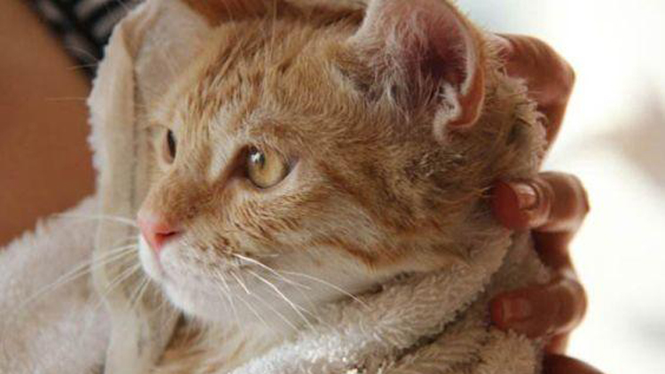 猫咪如何洗澡的正确方法,猫咪正确洗澡要不要去油