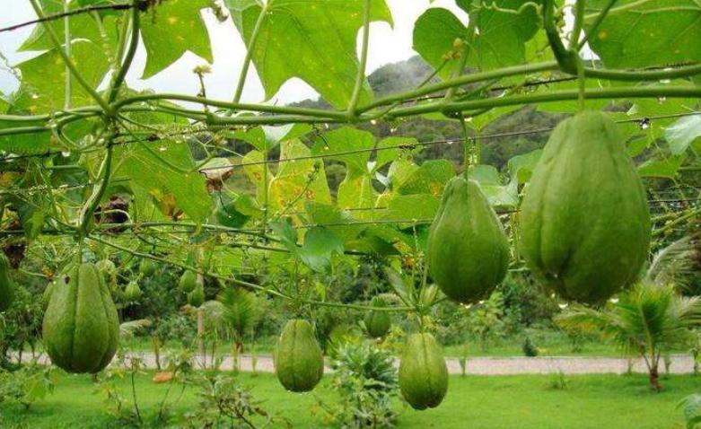 这菜炒起来比肉都香,这两样菜简单一炒就鲜香无比