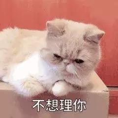 猫咪眼里的世界到底是怎样的,猫咪眼中的世界是什么样子