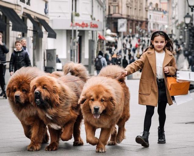 最受欢迎的十种狗狗排名,全世界最受欢迎的十种狗狗