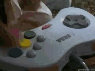 粤b车违章,粤z两地牌被交警查处