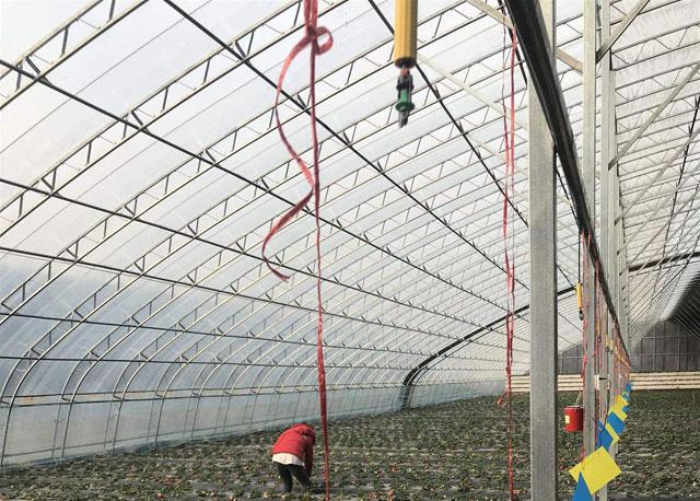 秋季大棚草莓的高产栽培技术,大棚草莓种植技术开始发展起来