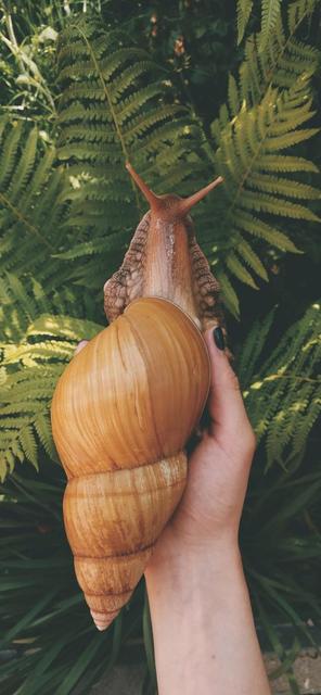 蜗牛是怎么制造出卵的,蜗牛构造方法