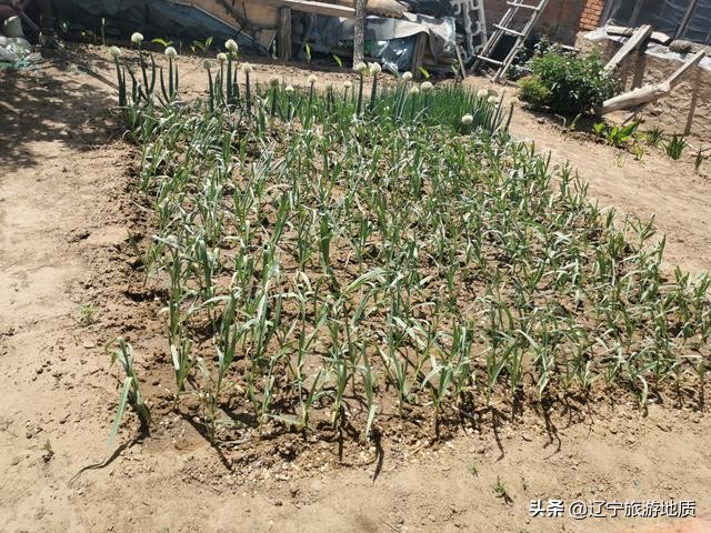 锦州96岁老人独居荒村，靠发电机生活，至今耳不聋，眼不花