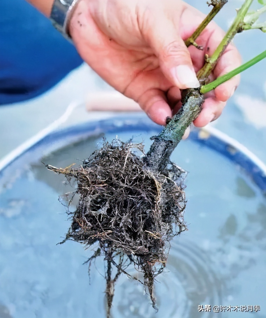 月季突然枝叶都干枯了,月季突然黄叶死掉