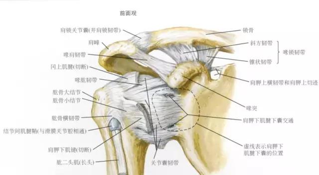 肩关节脱位怎么造成的,肩关节脱位的原因和急救方法