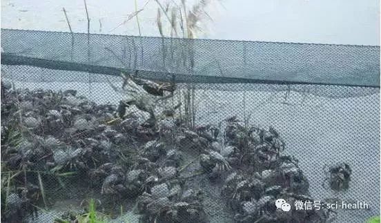 河蟹养殖青苔药杀藻类几天见效,八月河蟹池塘长青苔用什么办法