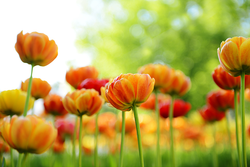 查询行情走势,查询价格变化网站