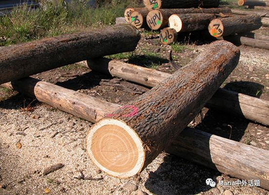 美国硬木干货价格,北美硬木排行