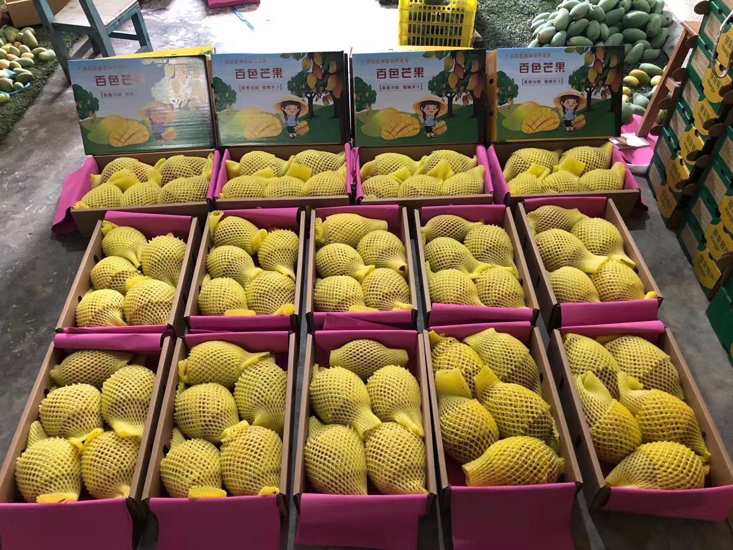 百色金黄芒果,芒果飘香百色