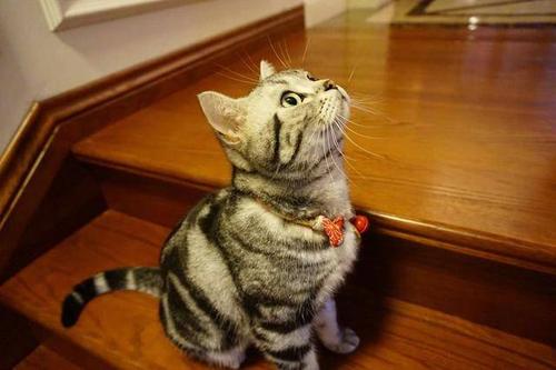 英短猫便秘拉不出来怎么办,一个月幼猫便便干硬怎么解决