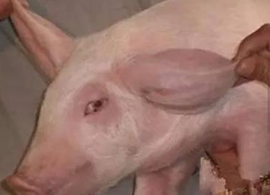 越是细节越容易忽视，猪耳廓增厚或肿胀该如何处理？