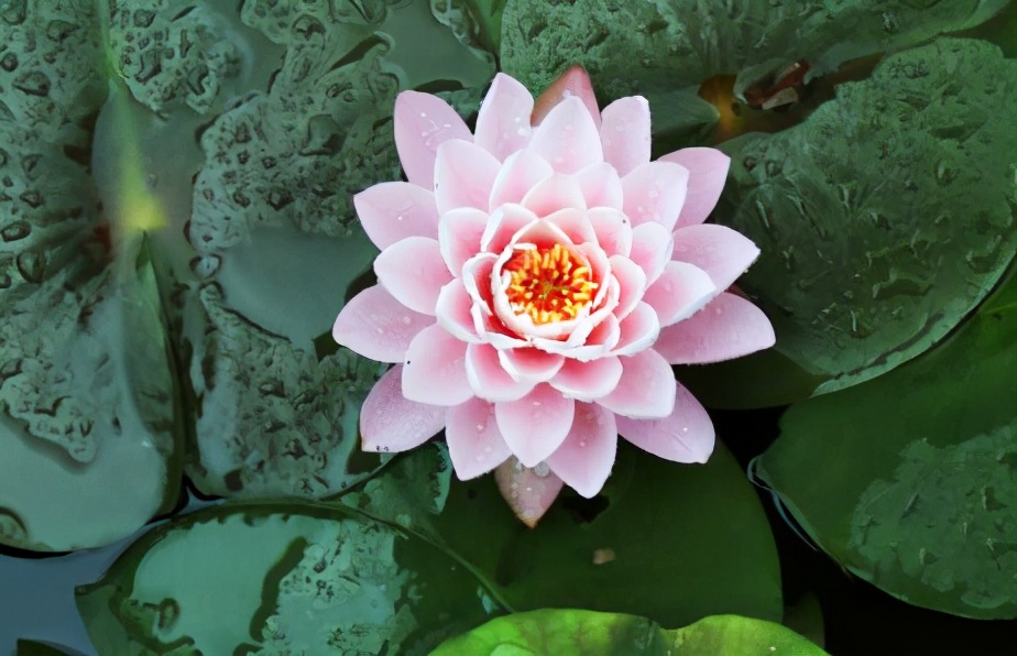 心直口快为什么没人缘,心直口快原来是一种愚蠢