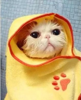 新手在家怎么帮猫咪洗澡,没有猫咪沐浴露怎么给猫洗澡