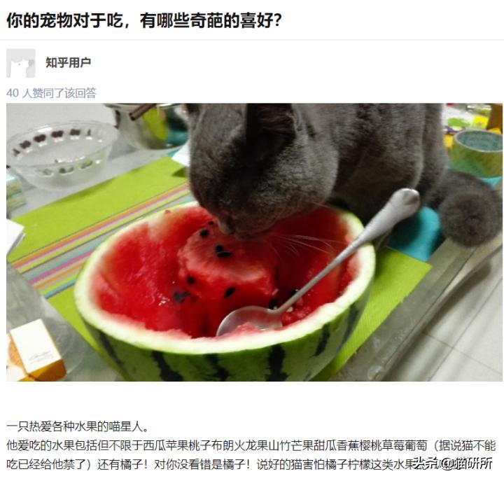 猫为啥爱吃植物,猫爱吃鸡肉还是虾肉