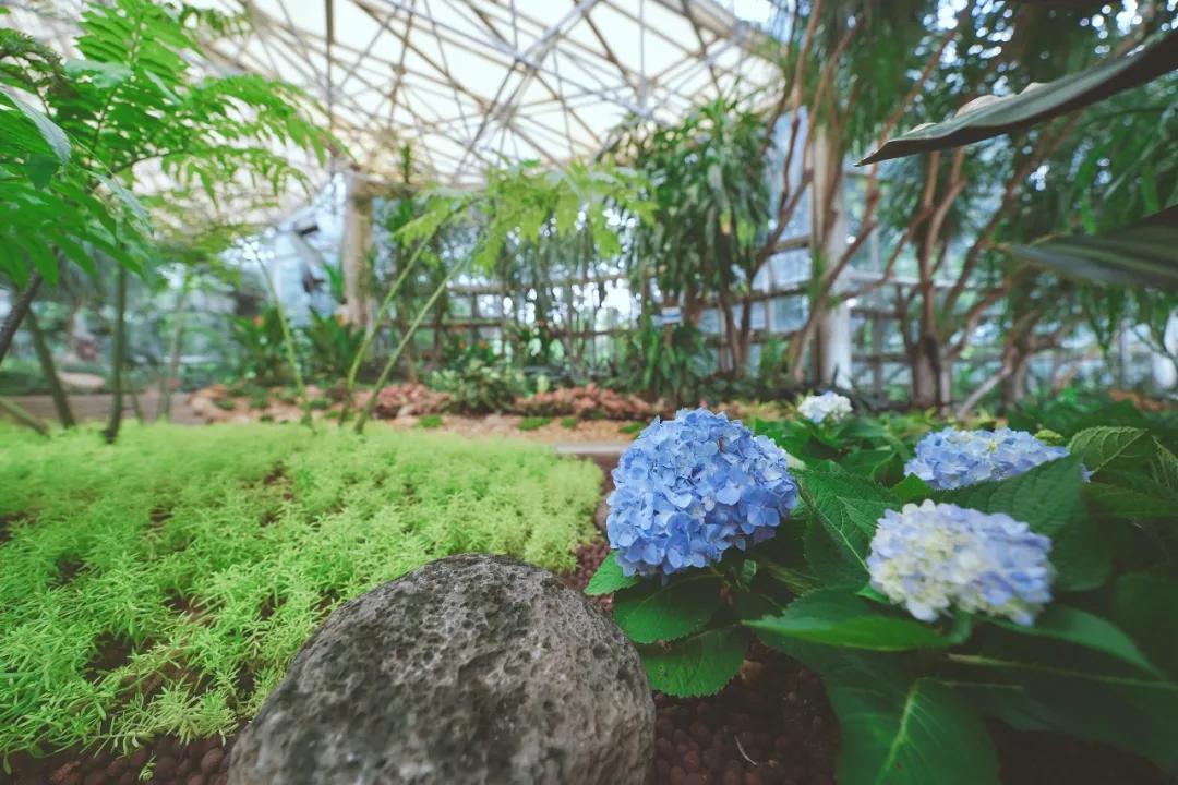广州花海最新视频,广州花海大片蔚为壮观