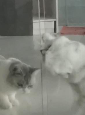 猫的内在品质,猫的本质就是嫌弃主人