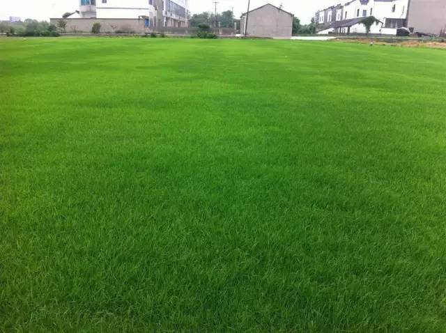 农村草坪花园设计实景图,花园草坪布局