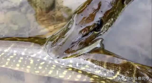 伊犁河狗鱼：寿命267岁重达40公斤，身材苗条，性情“残暴”