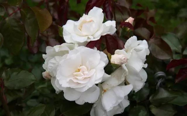 每种玫瑰花代表的意义是什么呢,玫瑰花不同颜色的寓意和花语图片