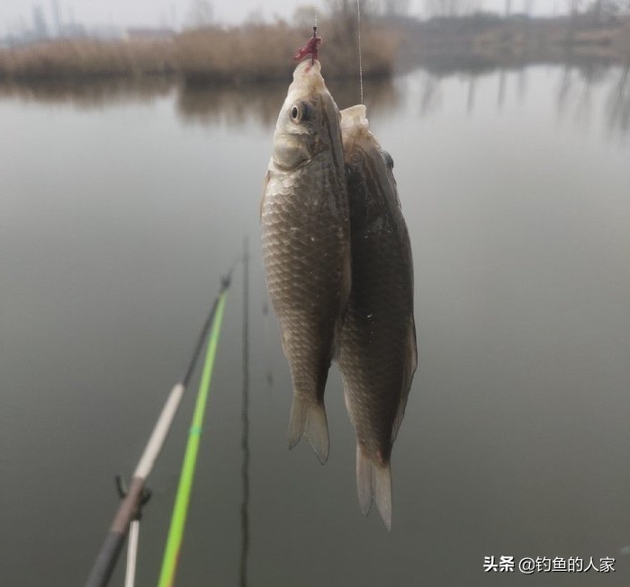 野钓收获一尾九斤大鲫鱼,野钓十多斤白条鲫鱼