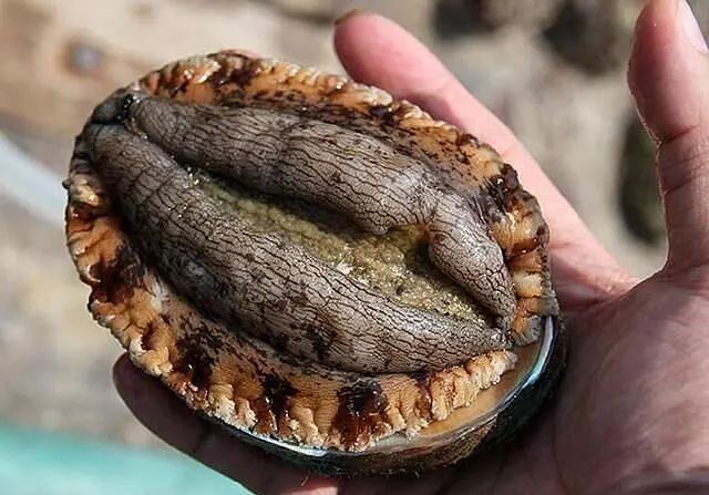 全吃过的是牛人，海边3种“野味”，一般人不敢吃，却是天下奇鲜