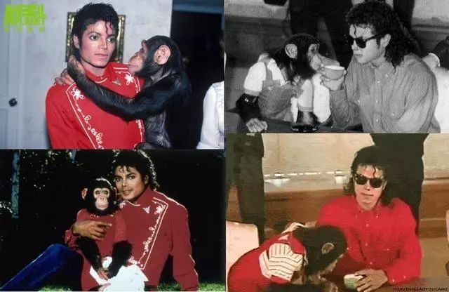 胡歌养的5只什么猫,胡歌的宠物猫