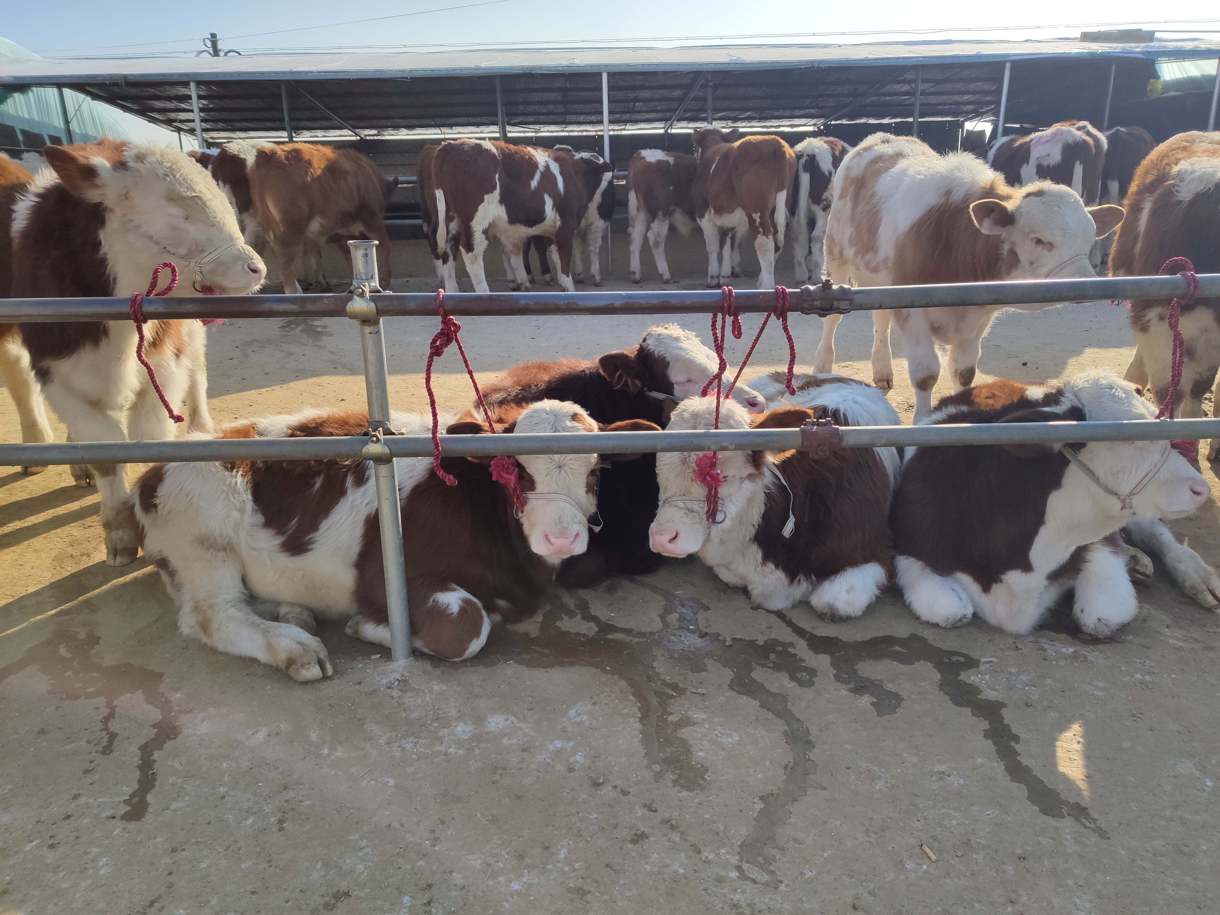 养牛人必须备的药,养牛人需要打哪些疫苗呢