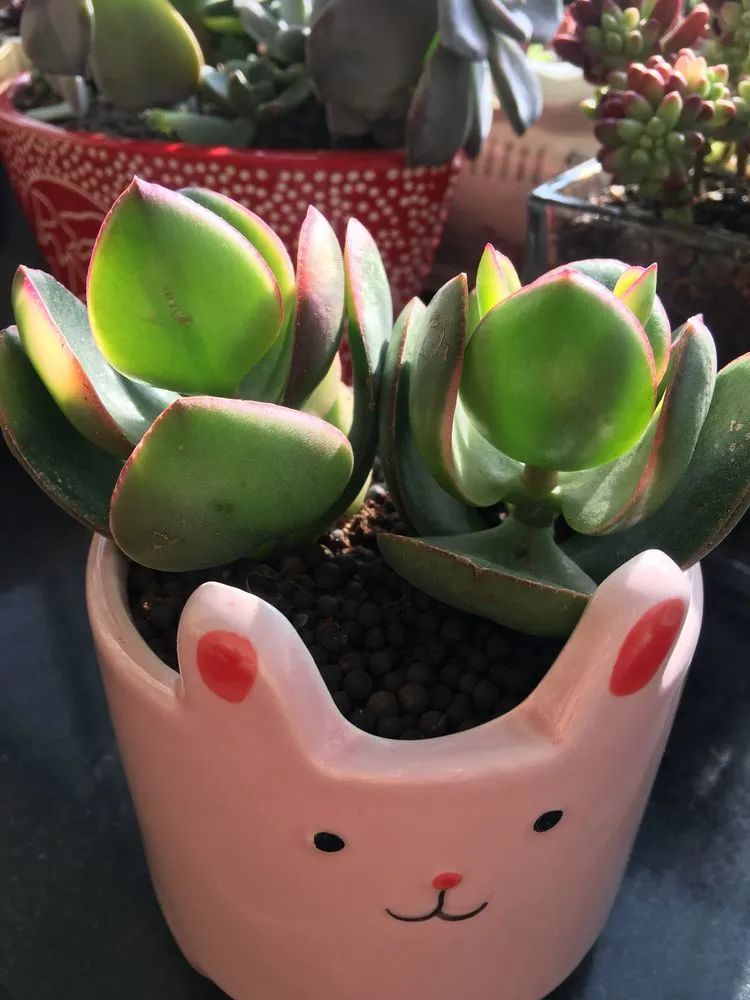 2021牛转乾坤砥砺前行,2021年牛转乾坤时来运转