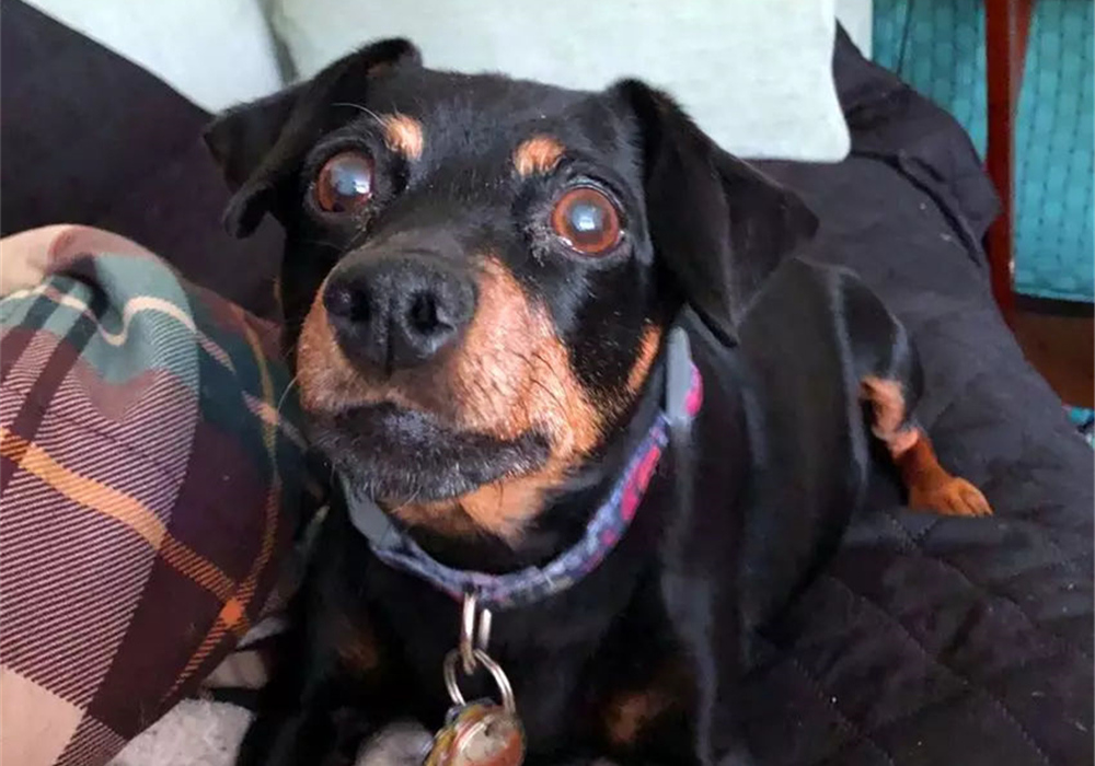 辟谣，山羊奶比牛奶更适合宠物，这一传言背后，其实暗藏风波