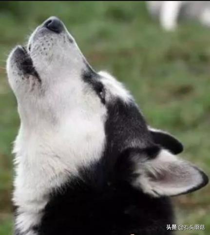 早上狗像狼嚎有什么预兆,狗突然嚎叫预示什么