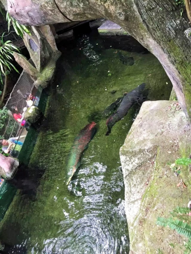 深圳周末好去处大自然,深圳青青世界好玩的景点推荐