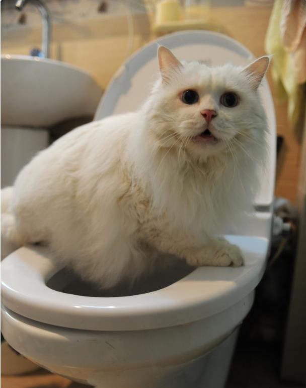 猫咪乱拉臭臭怎么办,家里的猫咪乱撒尿怎么办