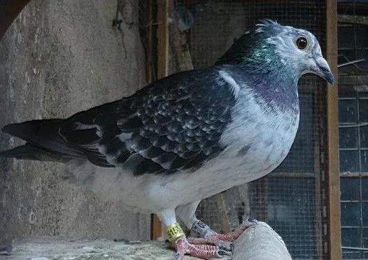 幼鸽什么时候清理沙门氏菌,幼鸽下窝毛滴虫影响比赛吗