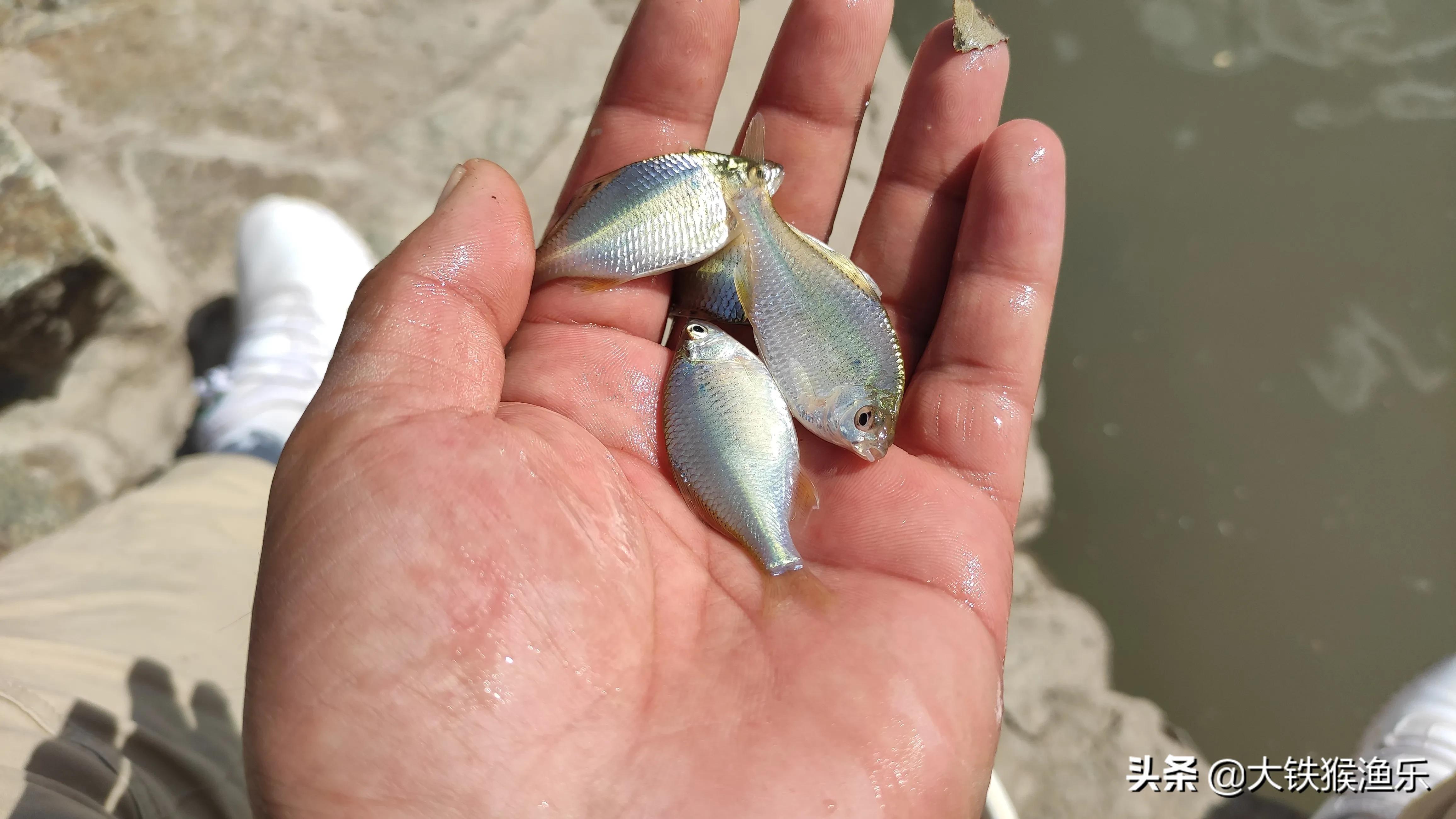 秋天小杂鱼闹窝钓鲫鱼绝招,野钓杂鱼闹窝的最佳方法
