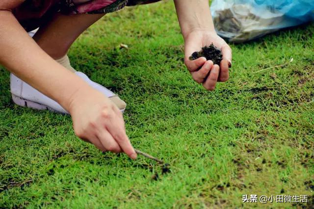 雨后山区有什么野菜,田间野草能吃的野菜